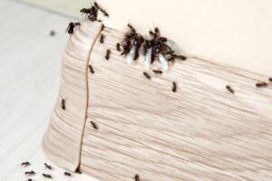Questo prodotto è indicato se avete formiche in casa
